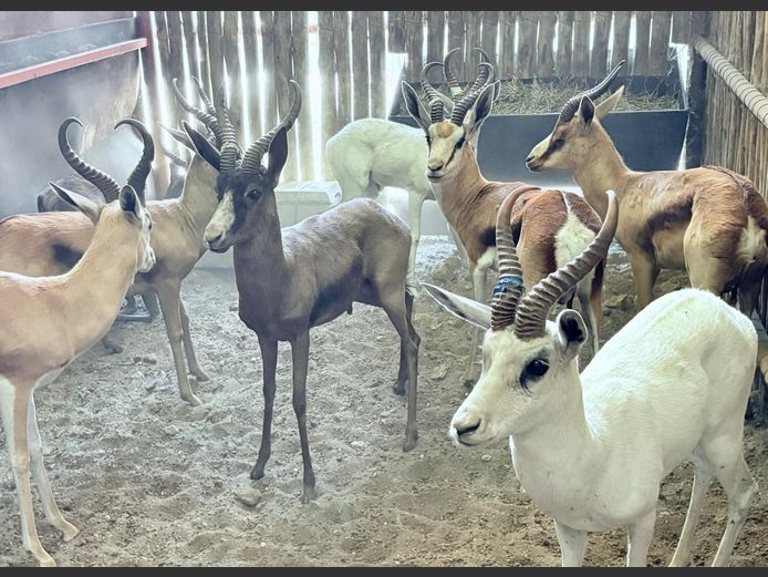 Grandslam Springbok Pakkie