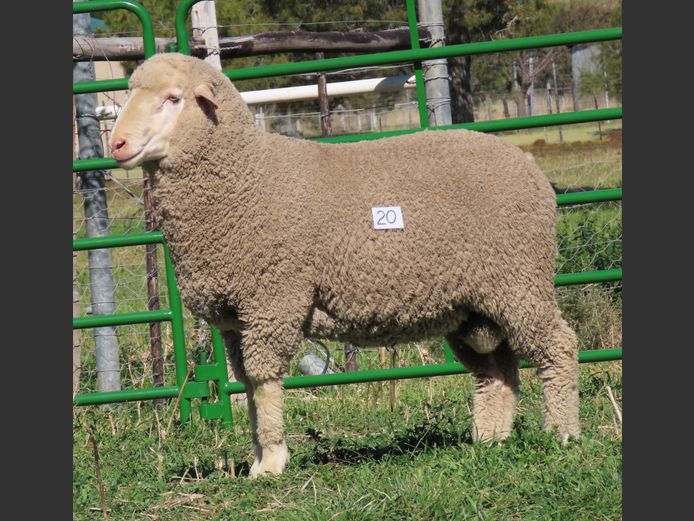 215 | Rooipoort Poenskop Merinos