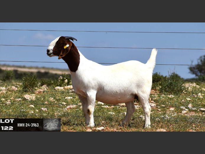 HWH24-3963 | G VAN WYK