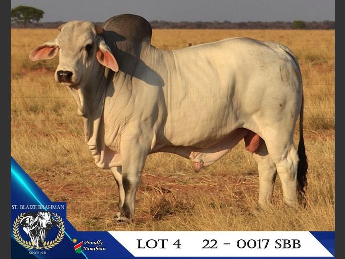 22-0017SBB | ST. BLAIZE BRAHMAN STOET