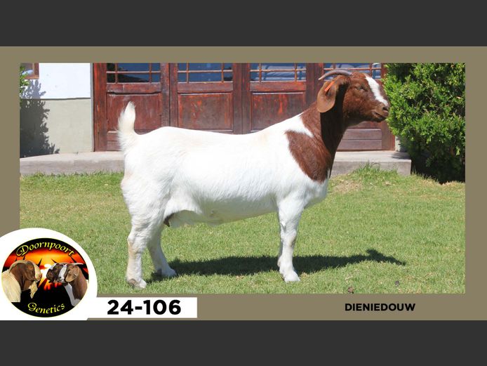 23-106  |  Dieniedouw