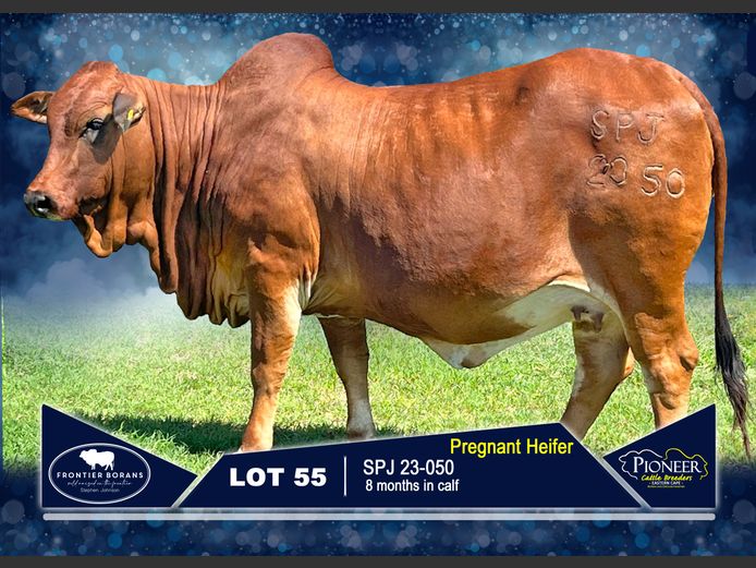 SPJ 230050  | S.P. JOHNSON