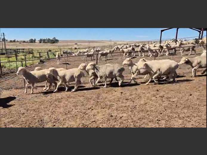 Sheep