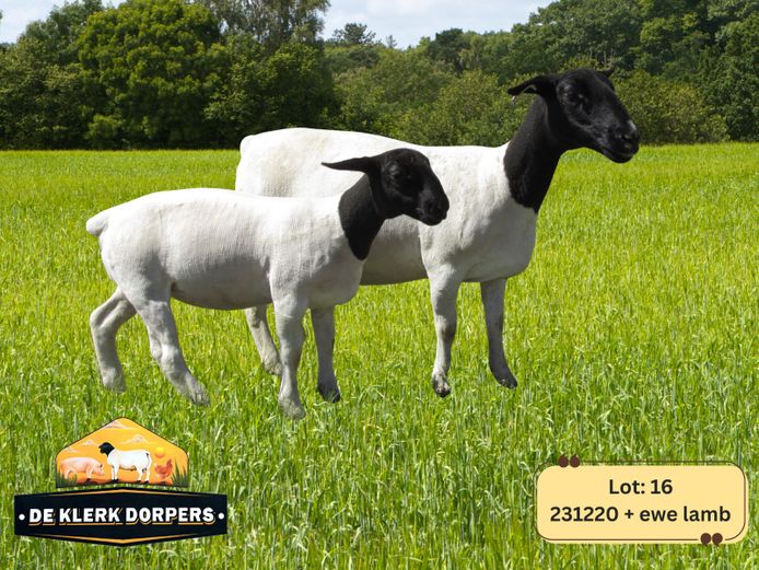 231220 | DE KLERK DORPERS