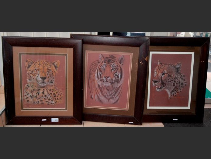 SET OF 3 DARKWOOD FRAMED SKETCHES "CHEETAH", "LEOPARD" & "TIGER" SIGNED ELNA VD FLEUTER-MARAIS, 56 x 42.5cm [Water damage to frames, One (1) missing glass]