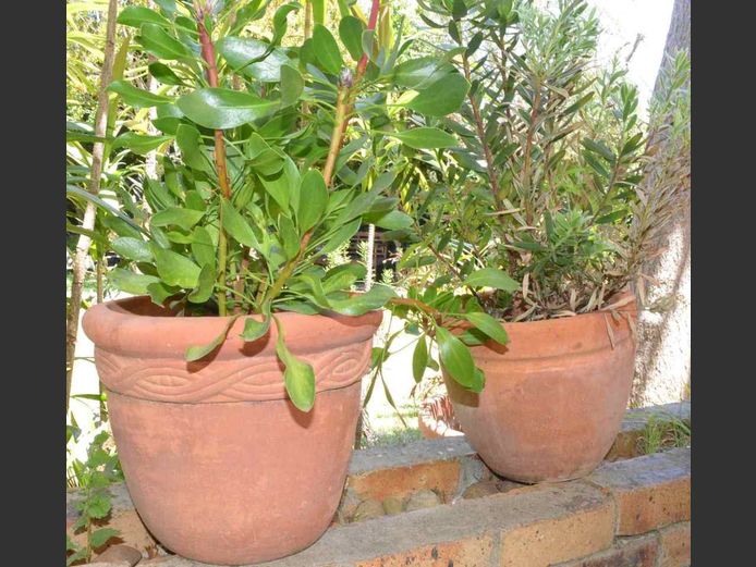 TERRACOTTA PLANTER WITH PLANT & ANOTHER, 31cm Diameter x 25cm High