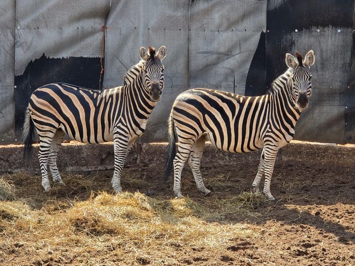 ZEBRA | BUFFELSPOORT