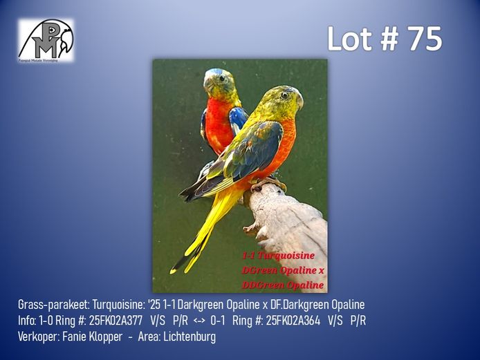 1-1 '25 Grass-parakeet: Turquoisine: Darkgreen Opaline x DF.Darkgreen Opaline - Fanie Klopper