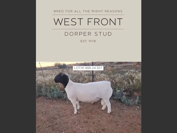 888 24 0307 | West Front Dorpers