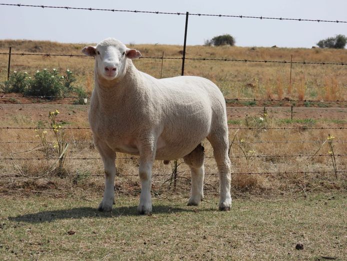 MK 240011 | M. KLOPPER