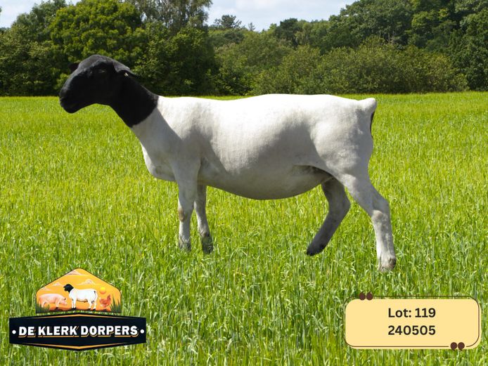 240505 | DE KLERK DORPERS