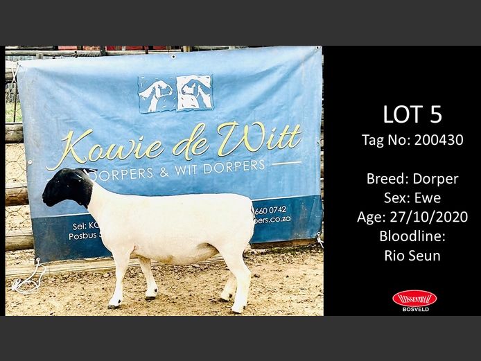 Ewes | KOWIE DE WITT DORPERS