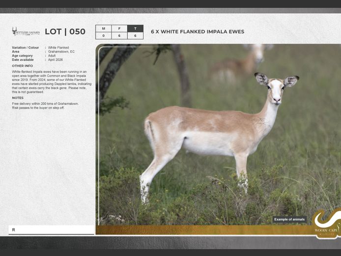 Impala - White Flanked | Settlers Safari