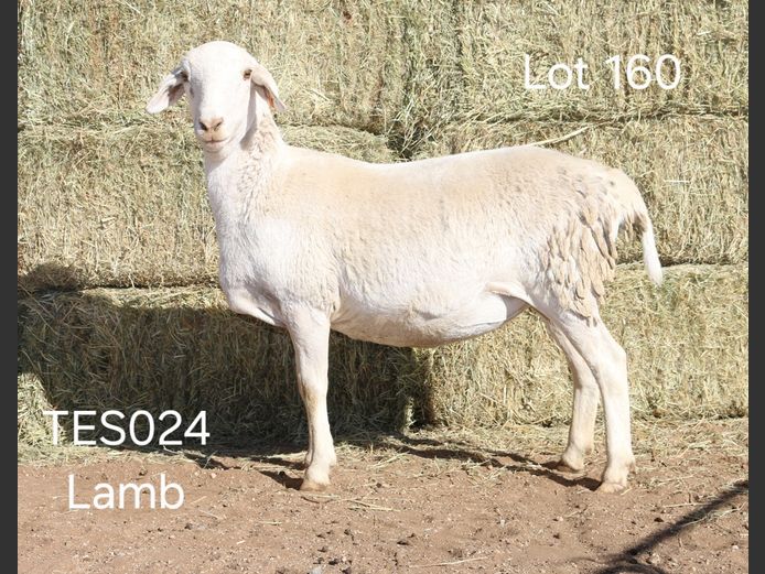 TES024 |  TES039 | TES027 | I SPANGENBERG