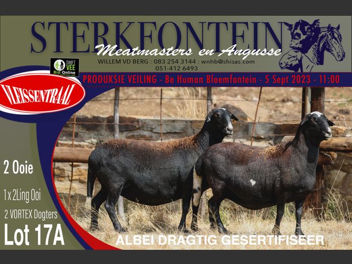 Ewes | Sterkfontein Meatmasters