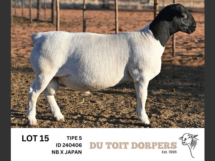 240406 | DU TOIT DORPERS