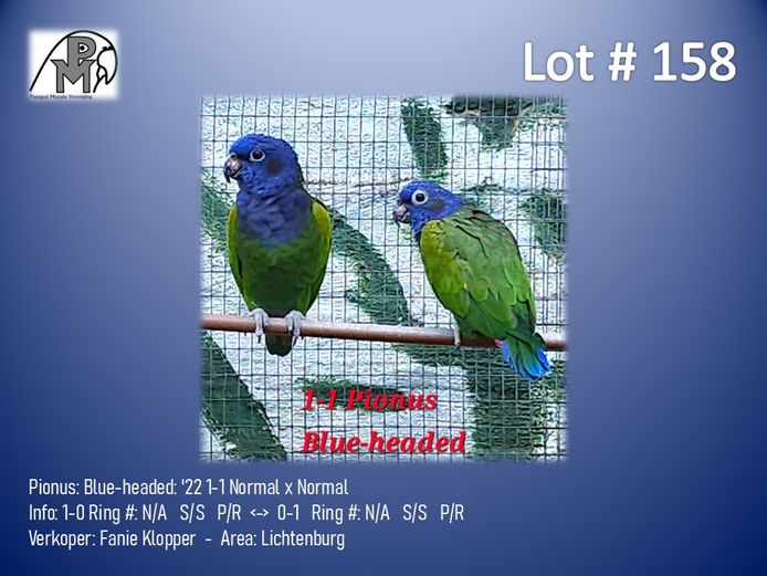 1-1 '22 Pionus: Blue-headed: Normal x Normal - Fanie Klopper