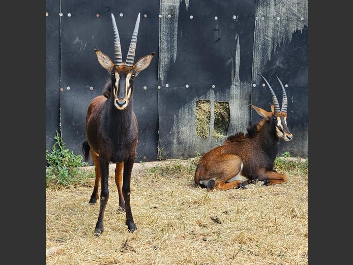 SABLE | BIRKEN VERVOER