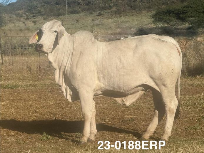 23-0188ERP | HARROBI BRAHMAN
