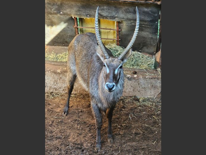 WATERBUCK | WATERBERG AVIATION