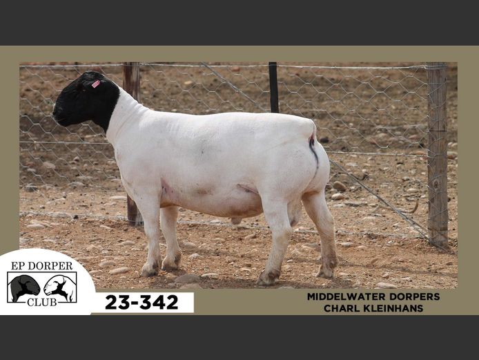 23-342  |  CHARL KLEINHANS - MIDDELWATER DORPERS