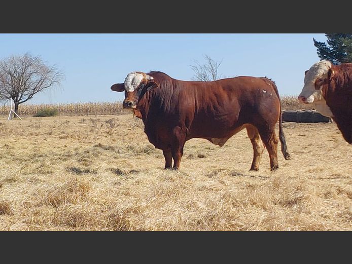 ZM2027 | ZIMEYER BOERDERY 