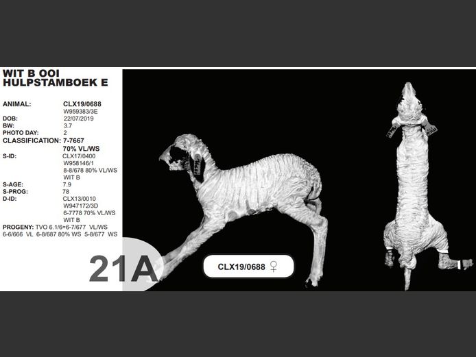 WIT B OOI HULPSTAMBOEK E | CLX19/0688 ♀