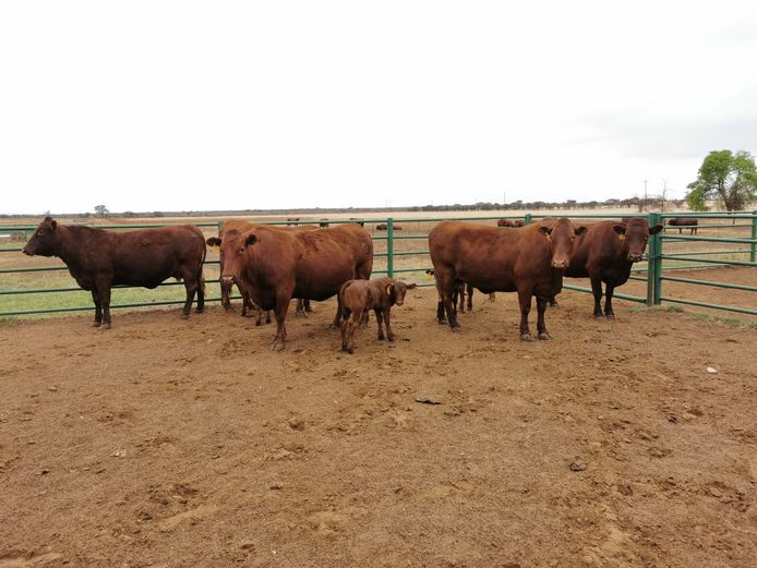 Commercial Females  - TKB Bonsmaras