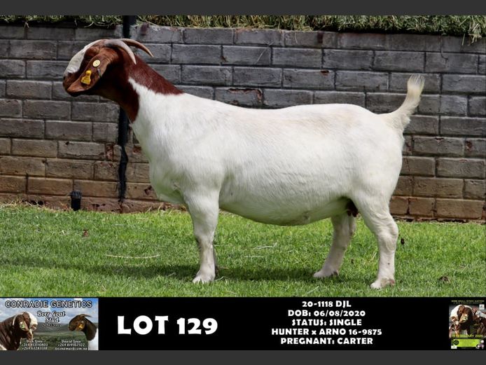 20-1118 DJL | DIRK LOUW