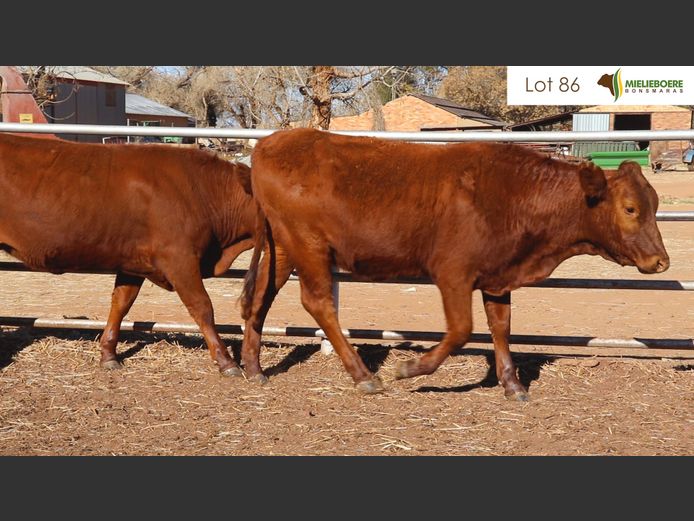 Kommersiële Vroulike Diere