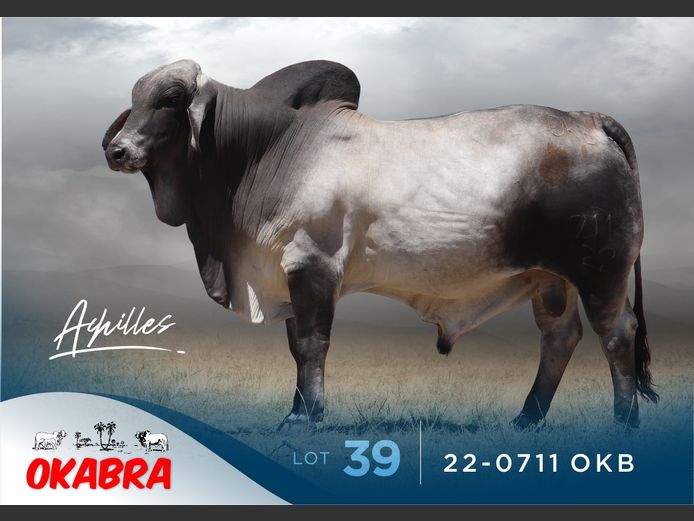 22-0711 OKB | OKABRA BRAHMANS