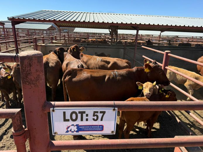 Commercial Animals | Mac Farms