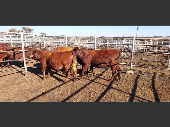 COMMERCIAL | ENDELELA FARMING