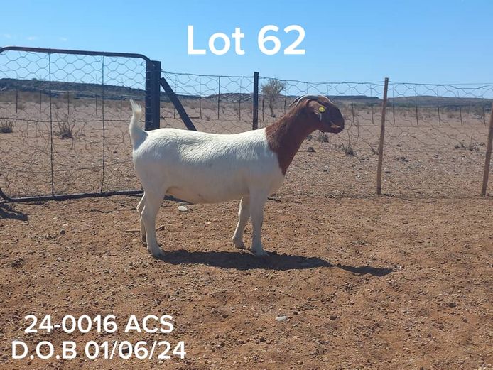 24-0016 ACS | ACS BOER GOATS