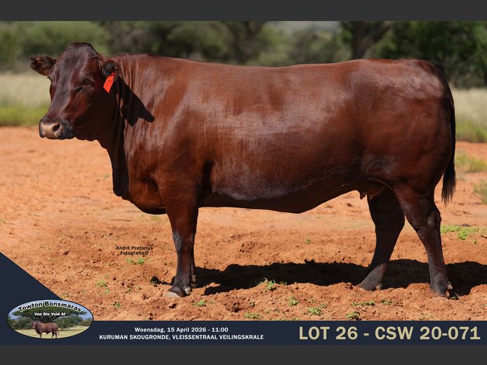 Commercial Animals | Towton Bonsmaras