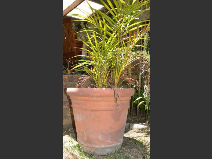 TERRACOTTA PLANTER WITH FAN PALM, 50cm Diameter x 46cm High