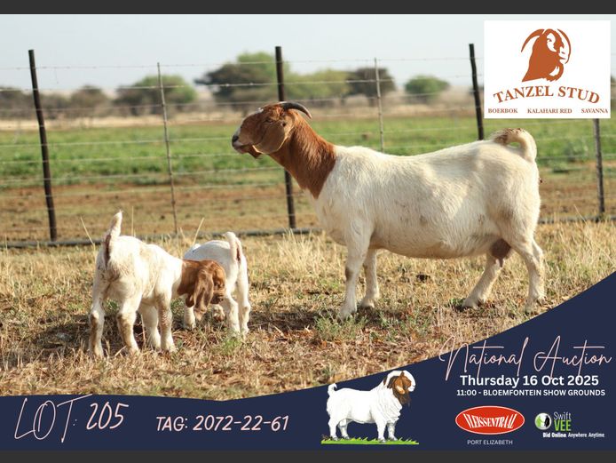 2072-22-61 | Theunis Nel (Tanzel)