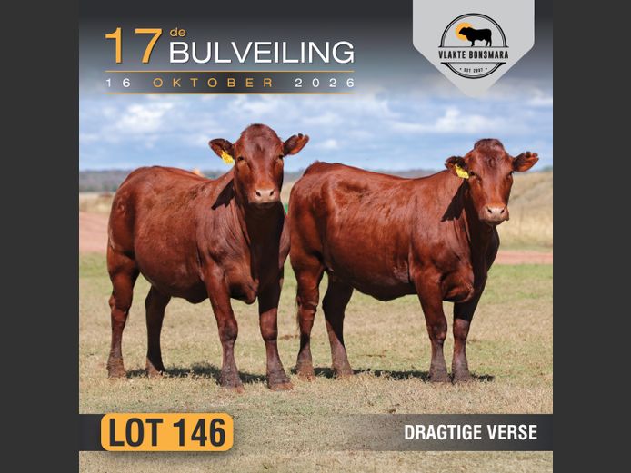 Commercial Animals | Tian Kruger Boerdery