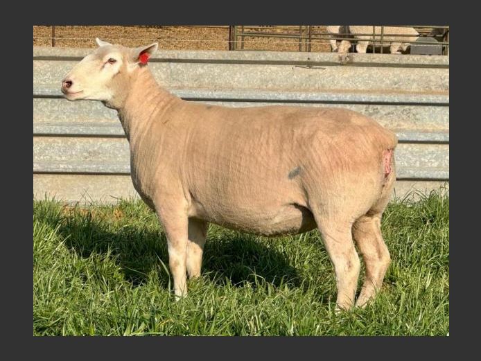 BS 230247 | HAGELAND ILE DE FRANCE
