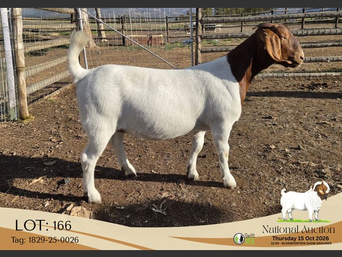 1829-25-0026 | Odessa Boerbokstoet