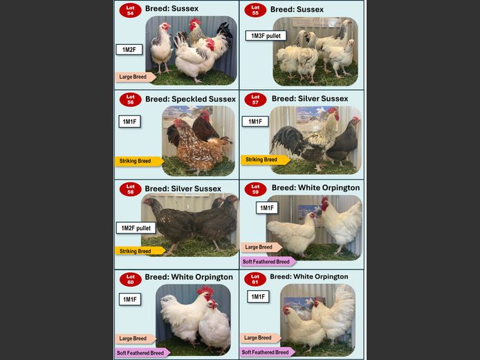 SUSSEX | ANNUAL MYTILUS AND ELOFF