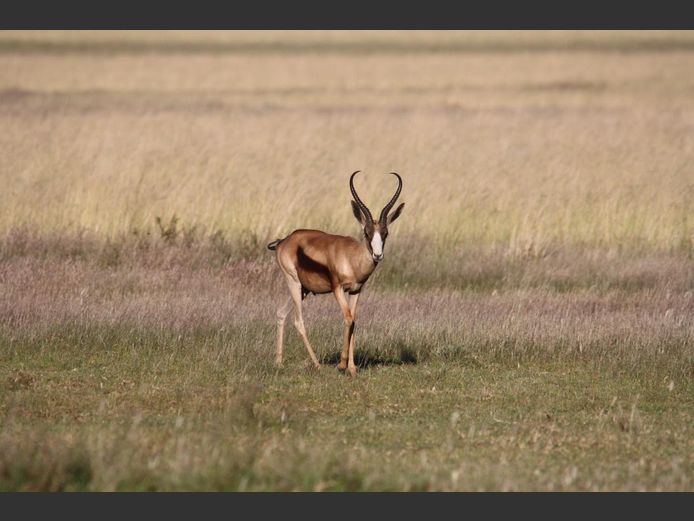 3 x Swart Springbok, 2 x Koper Springbok ( Groot Ramme 13"-14") - Jag Ramme | Weltevrede (J Marx)