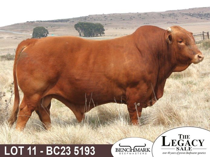 BC235193 | NO 8 CATTLE CO (PTY) LTD