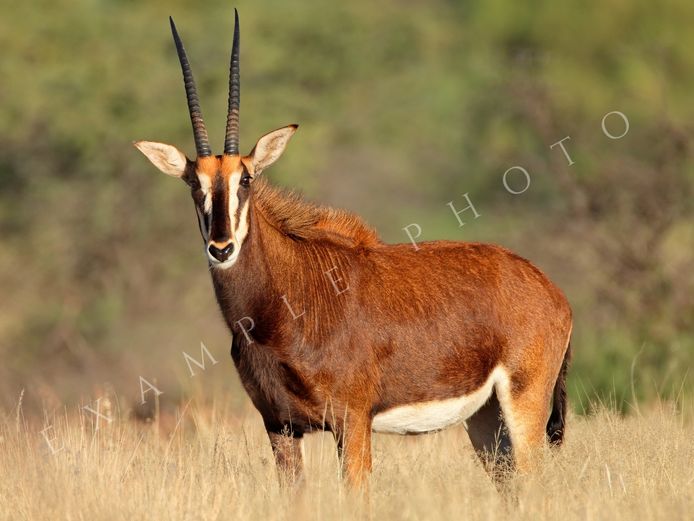 SABLE FEMALES | INYATHI