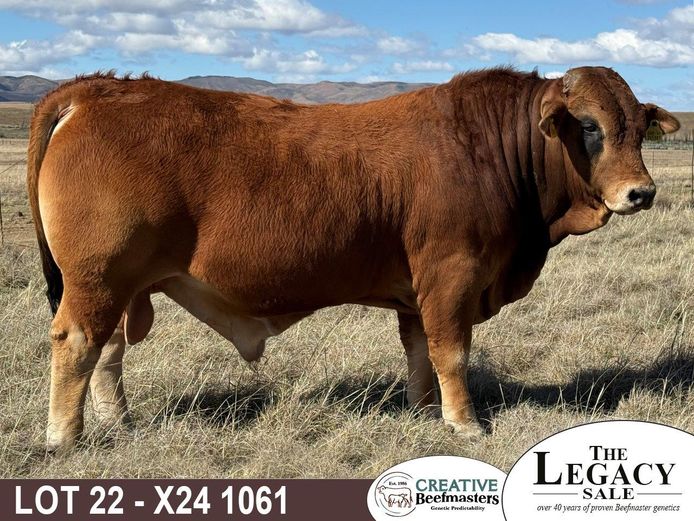 X241061 | CREATIVE BEEFMASTERS
