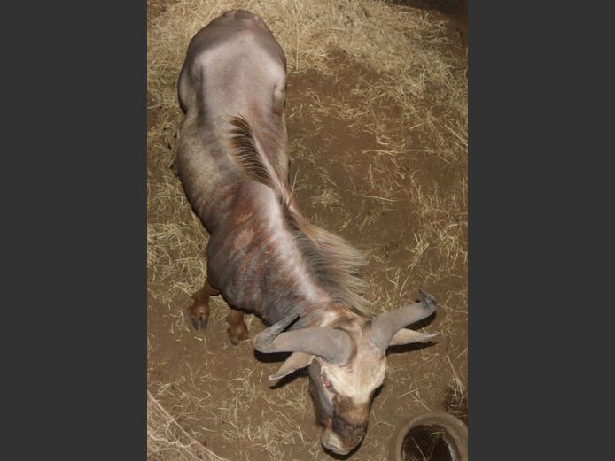 Goue Koning
 Wildebees