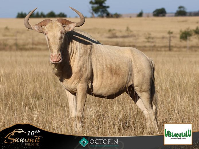 27" Royal Wildebeest Bull "Minnekota"