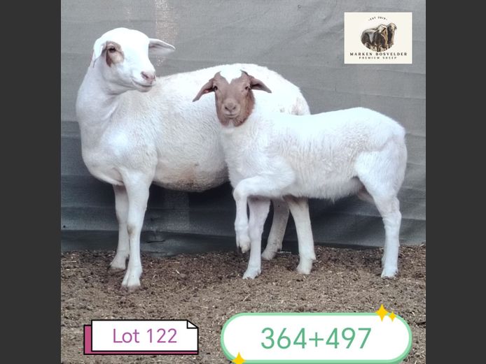 364 | MARKEN BOSVELDERS