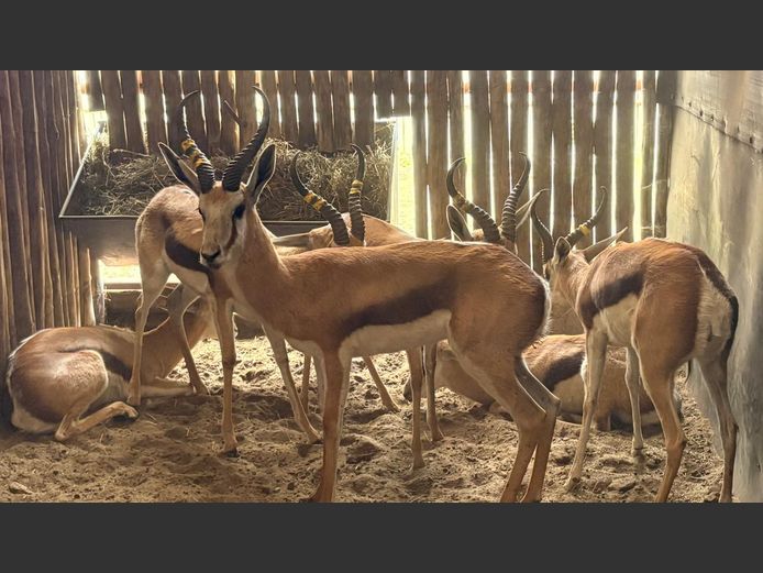 Damara Springbok Ram