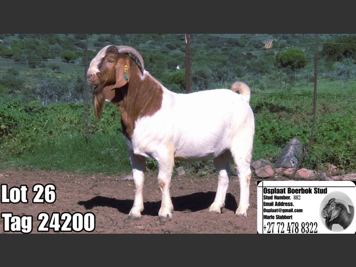 24200 | Osplaat Boerbokstoet